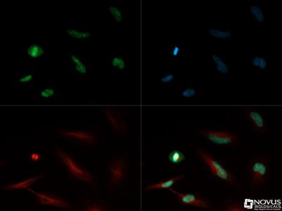Immunocytochemistry/Immunofluorescence: Histone H4 [Monomethyl Lys20] Antibody [NB21-2088] - Histone H4 K20me1 antibody was tested in HeLa cells with Dylight 488 (green). Nuclei and alpha-tubulin were counterstained with DAPI (blue) and Dylight 550 (red).